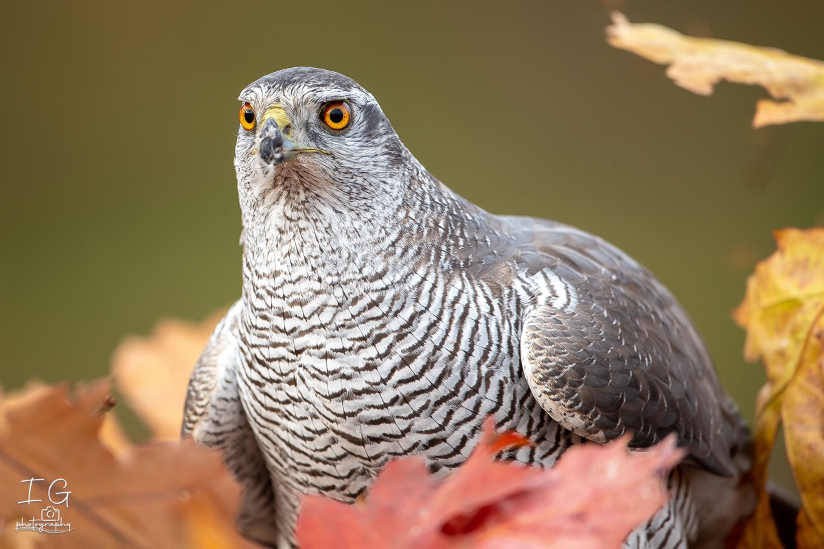 AK6I1498 31 oktober 2021 1504 10